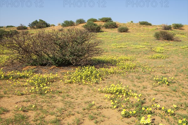 Yellow Devil's Thorn