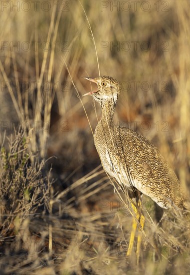 Northern Black Korhaan