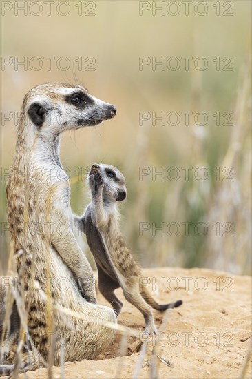 Suricate