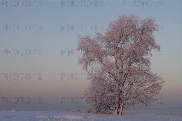 Trees with hoarfrost at sunset