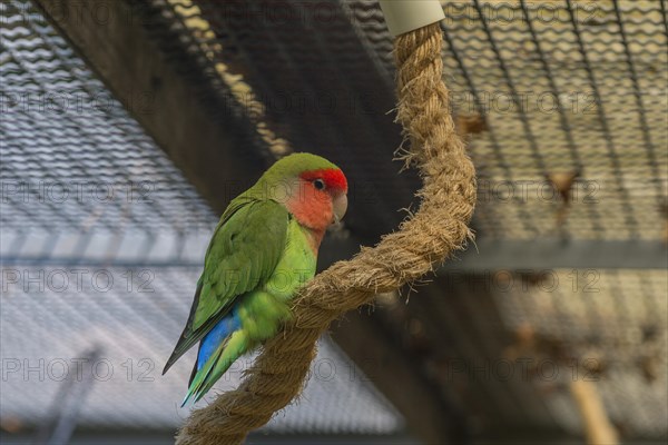 Peach-faced lovebird