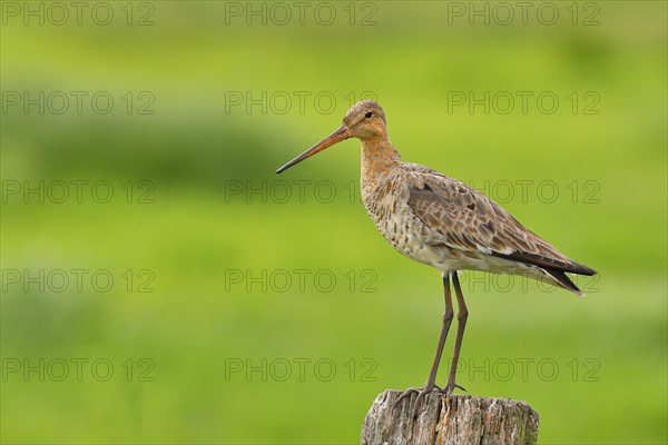 Black-tailed Godwit