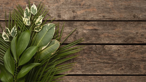 Top view beautiful plant leaves wooden surface