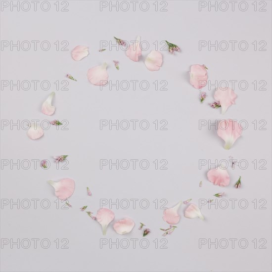 Circular frame made with petals isolated white background