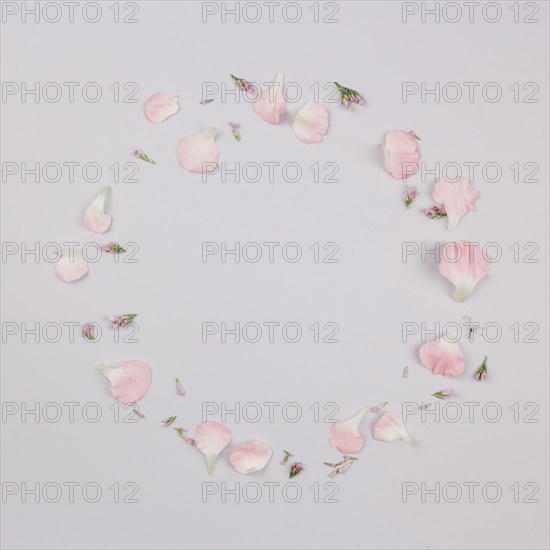 Circular frame made with petals isolated white background