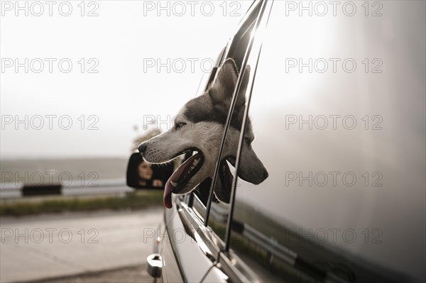 Side view husky peeking its head out window while traveling by car