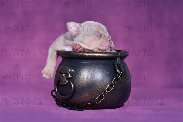 Sleeping New Shade Isabella Orange Tan French Bulldog dog puppy in Halloween witch cauldron on purple background