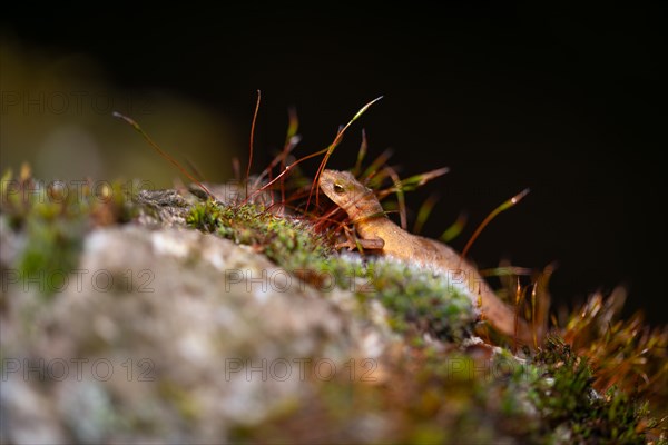 Common newt