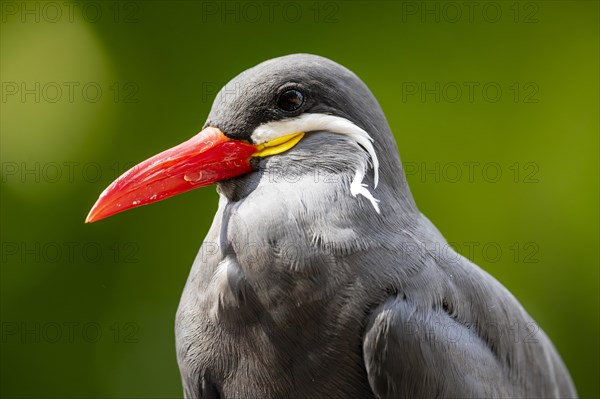 Inca Tern