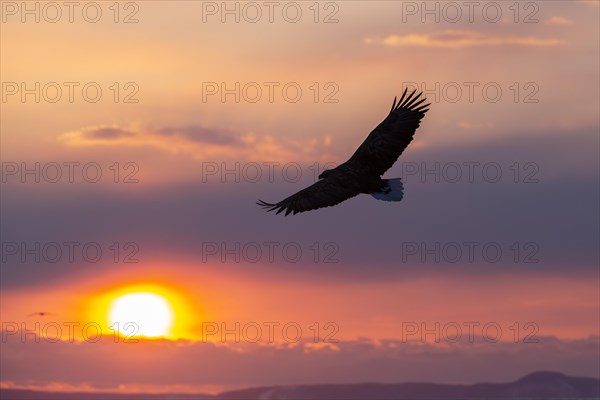 Stellers sea eagle