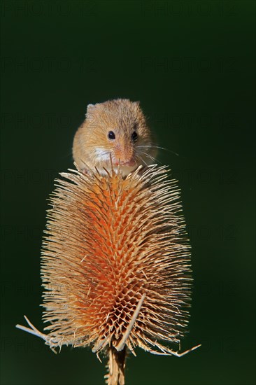 Eurasian harvest mouse