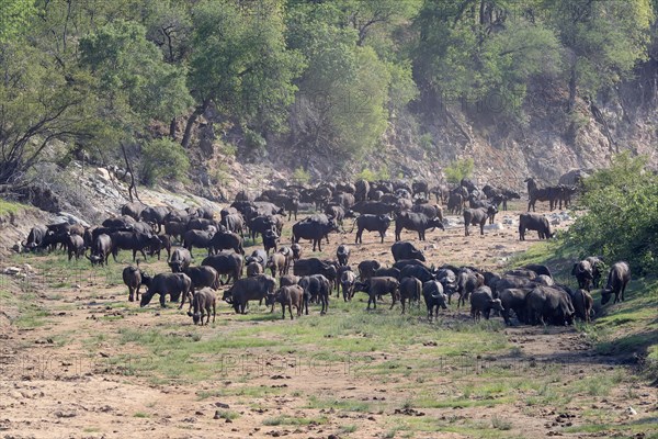 Cape buffalo