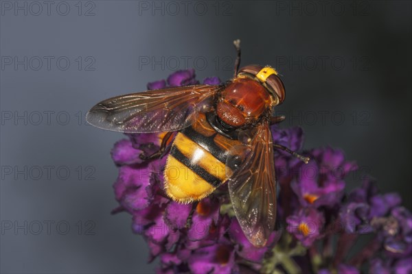 Hornet mimic hoverfly