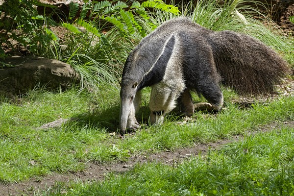 Giant anteater