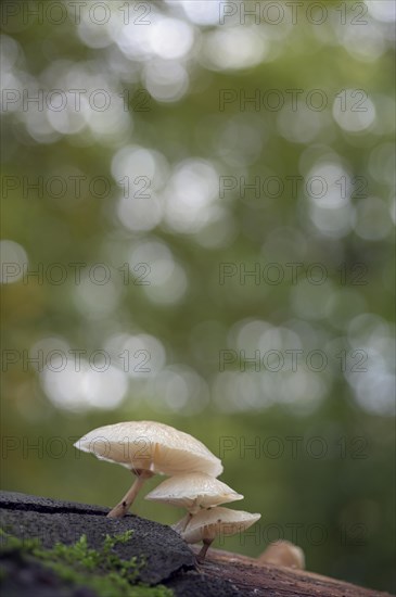 Beech slimy rhubarb