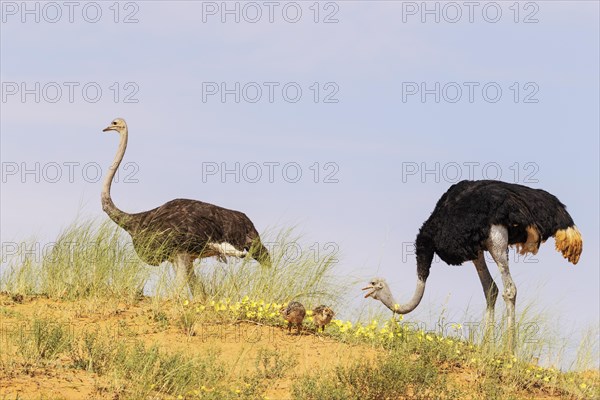 Ostrich