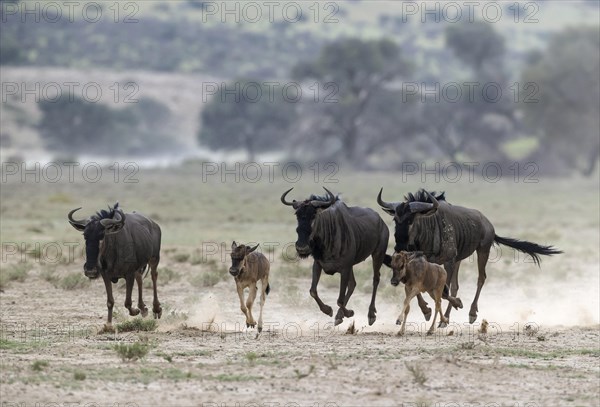 Blue Wildebeest