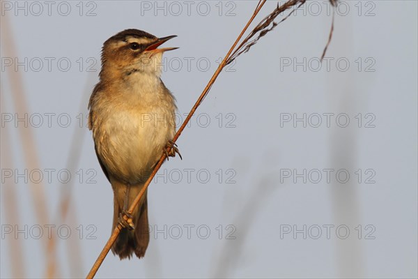 Sedge warbler