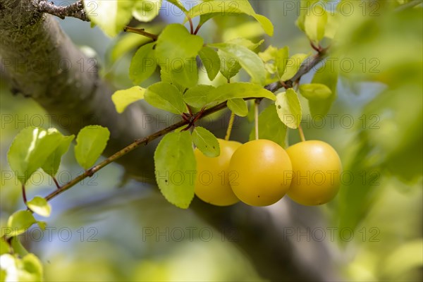 Ripe mirabelle plums