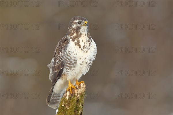 Common steppe buzzard