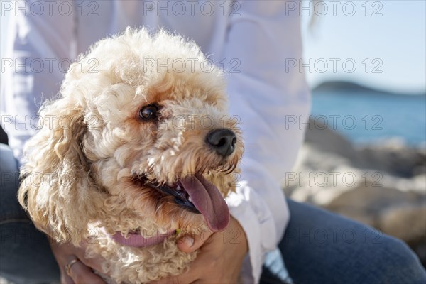 Close up poodle sitting owner lap