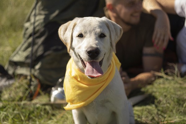 Front view cute dog with yellow bandana