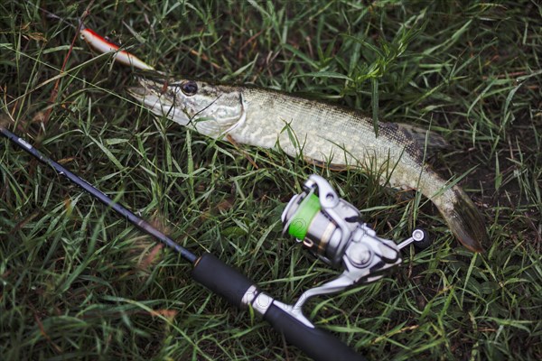 Elevated view fishing rod with fresh fish green grass