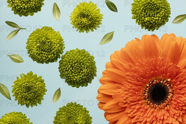 Top view spring daisies gerbera