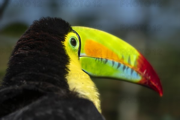 Keel-billed toucan