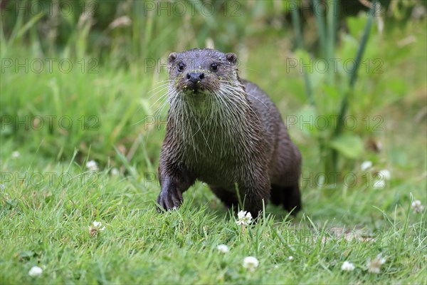 European otter