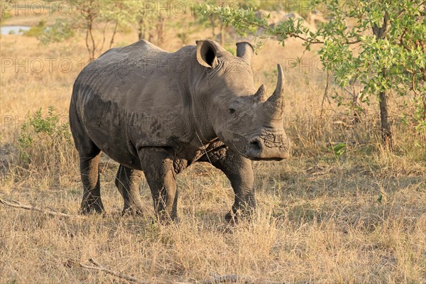 White rhinoceros