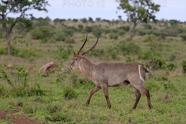 Ellipsen waterbuck