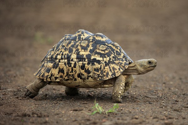 Leopard tortoise