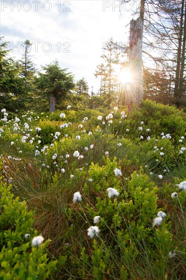 Moor in summer