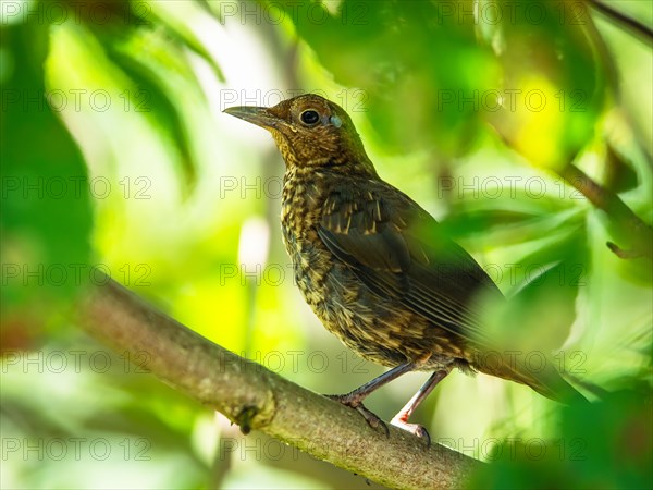 Female of Common Blackbird