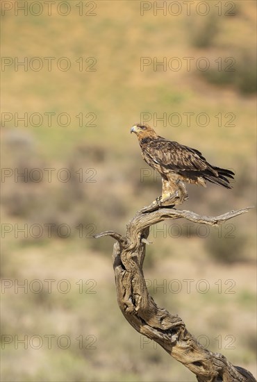 Tawny Eagle