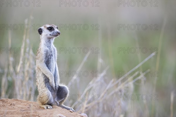 Suricate