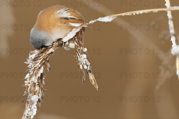 Bearded reedling