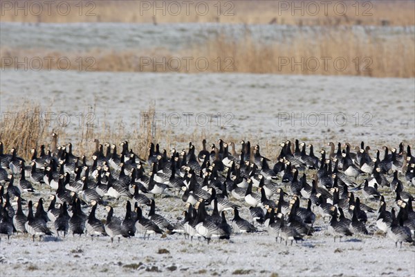 Barnacle goose