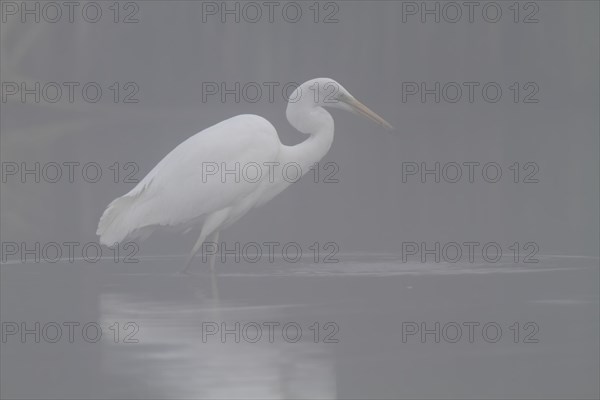 Great egret