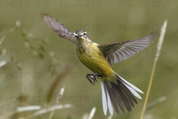 Blue-headed wagtail