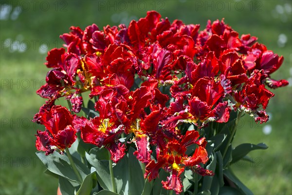 Parrot tulips