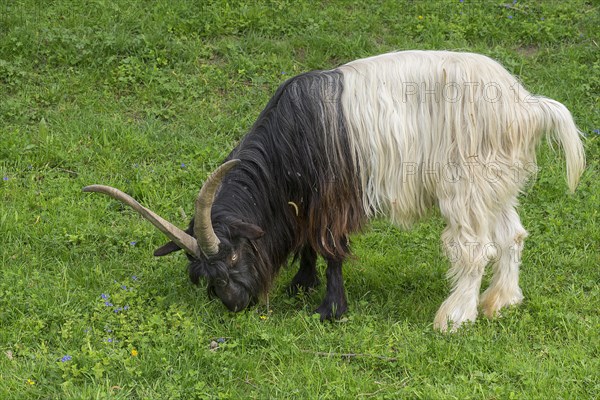 Wallis black-necked domestic goat