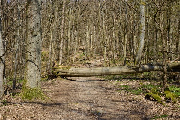 Forest path