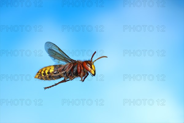 European hornet