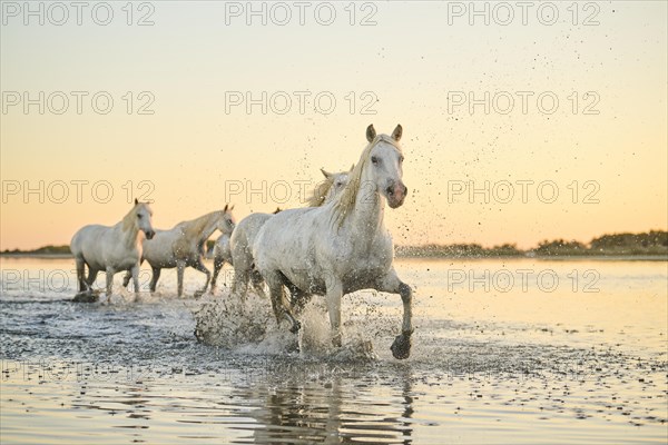 Camargue horses walking through the water at sunrise