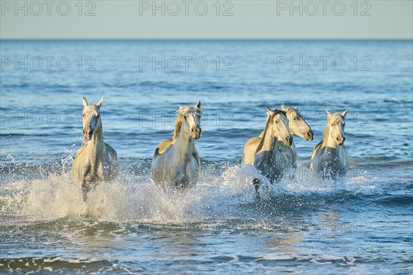 Camargue horses running out of the sea on a beach in morning light