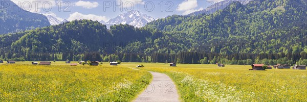 Alpine meadow