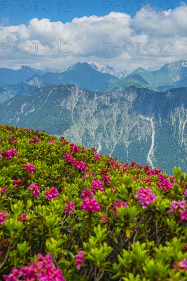 Alpine rose blossom