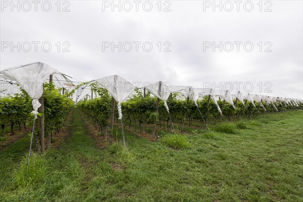 Vineyard covered with protective nets